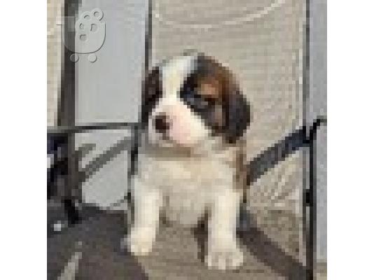 PoulaTo: Κουτάβια Saint Bernard